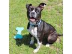 Adopt Juno a Boxer, Mixed Breed