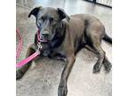 Adopt Maggie a Black Labrador Retriever, Mixed Breed