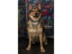 Adopt Lily a German Shepherd Dog