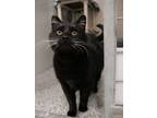 Adopt WHISKERS a Domestic Short Hair