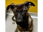 Adopt Lady Jessica a Mixed Breed