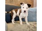 Adopt Flatbread a Mixed Breed