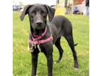 Adopt Maggie a Labrador Retriever