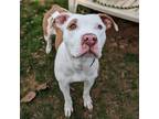 Adopt Jessica a Pit Bull Terrier