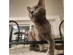 Adopt Lilly a Domestic Short Hair