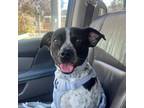 Adopt Ivory a Australian Cattle Dog / Blue Heeler, Mixed Breed