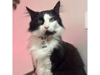 Adopt Skunky a Domestic Long Hair