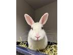 Adopt 2403-1181 Freya a Bunny Rabbit