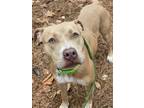 Adopt 2403-1200 Vixen a Pit Bull Terrier