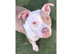 Adopt Peggy a Pit Bull Terrier, Mixed Breed