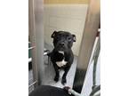Adopt Giggles a American Staffordshire Terrier, Mixed Breed