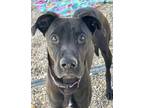 Adopt Winnie a Labrador Retriever, Mixed Breed