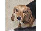 Adopt Ruby a Beagle