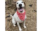 Adopt Lizabell a Foxhound