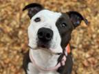 Adopt SALLY a Pit Bull Terrier