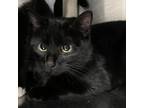 Adopt Mama Cat a Domestic Short Hair