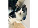 Adopt Gremlin a Domestic Short Hair