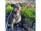 Adopt Lola a Pit Bull Terrier, Mixed Breed