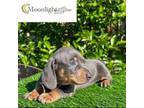 Dachshund Puppy for sale in Ontario, CA, USA