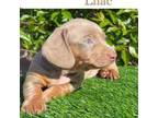 Dachshund Puppy for sale in Ontario, CA, USA