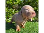 Dachshund Puppy for sale in Ontario, CA, USA