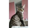 Adopt Sylvia a Domestic Short Hair