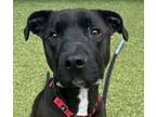 Adopt Clementine a Pit Bull Terrier