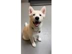 Adopt Moro a Siberian Husky