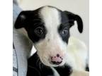 Adopt Kerry a Border Collie, Mixed Breed