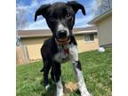 Adopt Kaylin a Border Collie, Mixed Breed