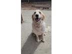 Adopt Jane a Great Pyrenees, Mixed Breed