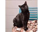 Adopt Dot a Domestic Short Hair