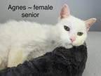 Adopt Ethel a Domestic Short Hair