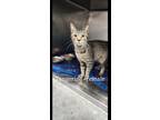 Adopt Tangerine a Domestic Short Hair