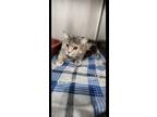 Adopt Edwina a Domestic Short Hair