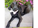 Adopt Godiva a Mixed Breed