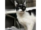 Adopt Spring a Domestic Short Hair