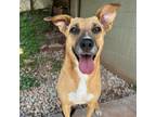 Adopt Magnolia a Mountain Cur, Boxer