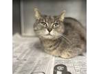 Adopt Ash a Domestic Short Hair