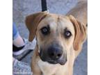 Adopt Truffle a Black Mouth Cur