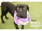 Adopt Vickie a Mastiff, Mixed Breed