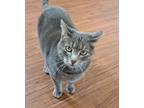 Adopt Lola a Tabby