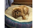 Adopt Kylie a Cavalier King Charles Spaniel, Cocker Spaniel