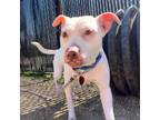 Adopt Ivy a Pit Bull Terrier