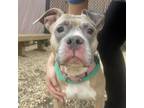 Adopt Adonia a Pit Bull Terrier