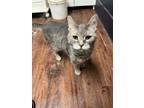 Adopt Kitty Purry a Domestic Short Hair