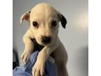 Adopt Crouton a Labrador Retriever, Mixed Breed