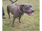 Adopt Roxy Roo a Pit Bull Terrier