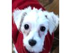 Adopt Poppy a Maltipoo