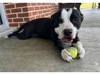Adopt HARLEY a American Staffordshire Terrier, Mixed Breed